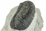 Bargain, Austerops Trilobite - Ofaten, Morocco #287568-4